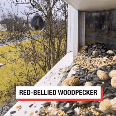 Herethan Window Bird Feeder-Watch Birds from Home