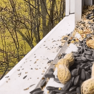 Herethan Window Bird Feeder-Watch Birds from Home