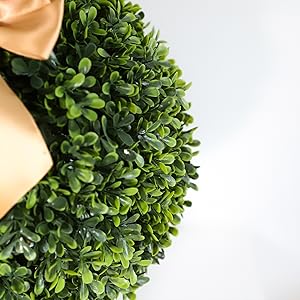 BOXWOOD