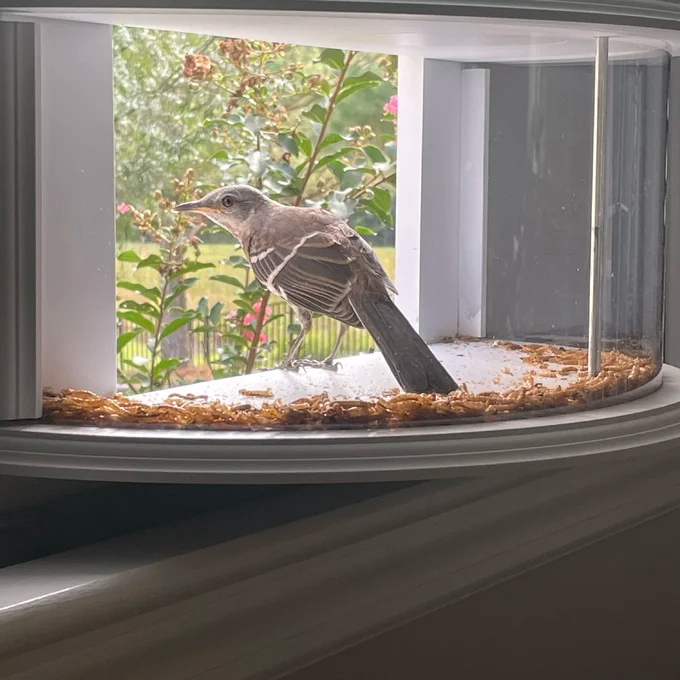Herethan Window Bird Feeder-Watch Birds from Home