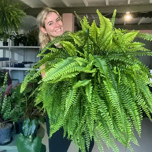 【Official USA Store】🔥Last Day 80% OFF - UV Resistant Lifelike Artificial Boston Fern