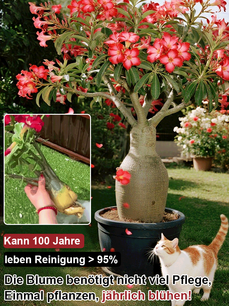 【25 Tage bis zur Blüte】Wüstenrose Knolle mit Trieb 🌺 | -20°C bis 40°C Extrem Robust | 300 Tage Dauerblüher | 100 Jahre Lebensdauer | Mit 100% Anwachsgarantie