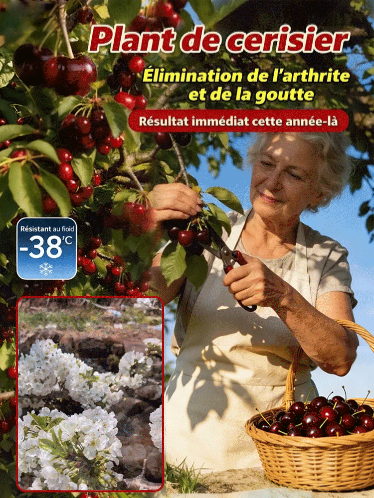 Ein Jahr lang gezogene Qualitäts-Setzlinge direkt aus der Gärtnerei – jetzt pflanzen, im Mai ernten, bis zu 30 kg pro Pflanze!