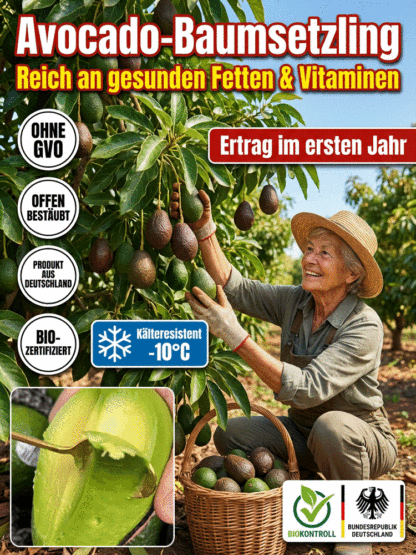 Premium Avocado-Baum (Mexikanische Sorte)🥑100% Bio, Winterresistent & Sofort fruchttragend✨Speziell für das deutsche Klima!
