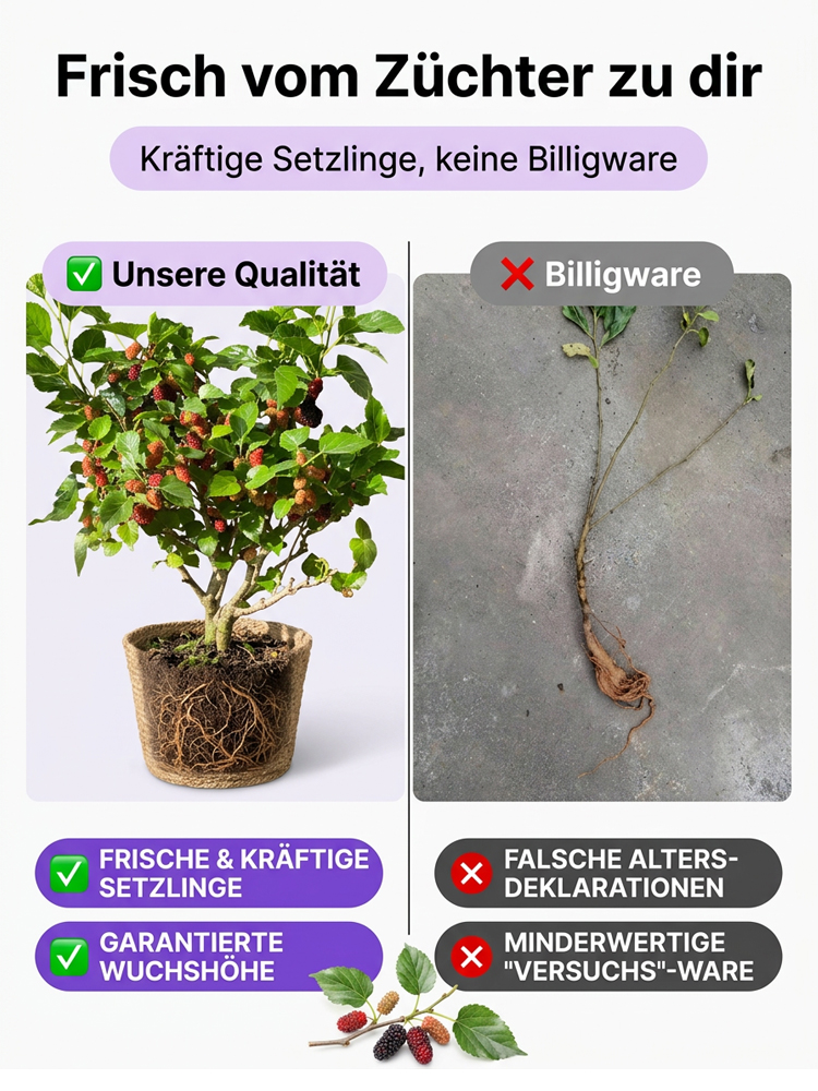 Premium-Baumschulqualität🍃3x mehr Anthocyane als Blaubeeren. Kernlos, honigsüß und reich an Vitaminen für Ihr Herz-Kreislauf-System!