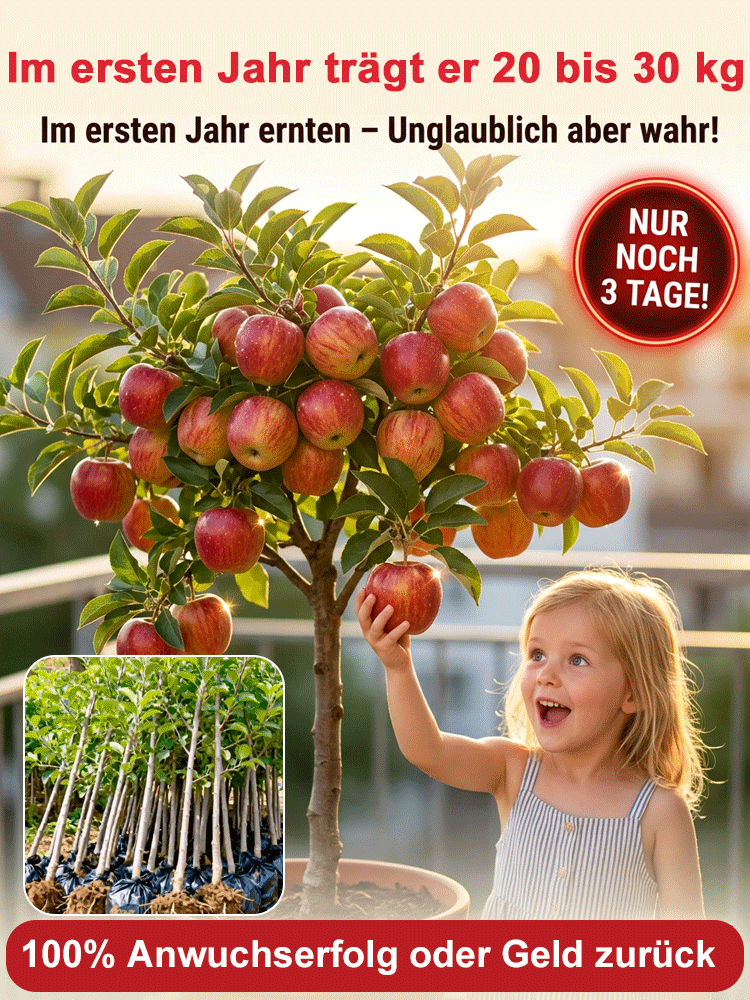 ✨Der originale Bio-Braeburn Zwergapfelbaum ausDresden✨Jetzt pflanzen, schon im Herbst 30kg ernten🍎1000x leckerer als aus dem Supermarkt!