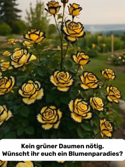 Mehrköpfige gefleckte Rosensamen