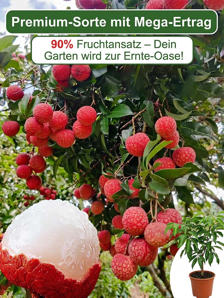 【Die Sensation der IPM Essen】Goldmedaillen-Sieger: Winterharter Premium-Litschibaum (-38°C)| Bis zu 15kg Ernte bereits diesen Juni!