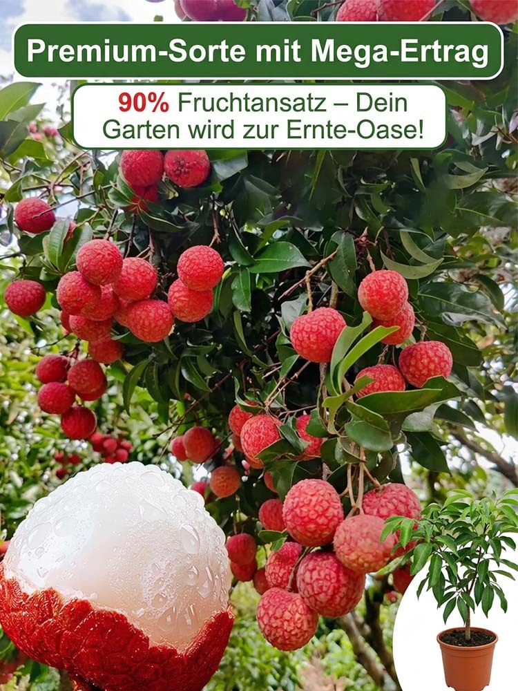 【Die Sensation der IPM Essen】Goldmedaillen-Sieger: Winterharter Premium-Litschibaum (-38°C)| Bis zu 15kg Ernte bereits diesen Juni!