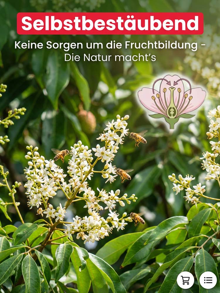 【Die Sensation der IPM Essen】Goldmedaillen-Sieger: Winterharter Premium-Litschibaum (-38°C)| Bis zu 15kg Ernte bereits diesen Juni!