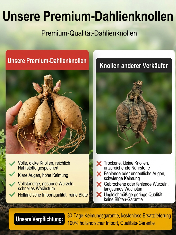 【Base Direktvertrieb】Doppelte Dahlienknollen für eine blühende vier Jahreszeiten-Pracht