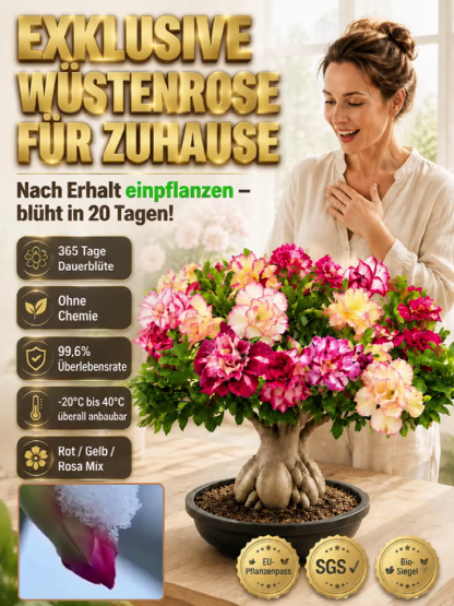  (1+1 GRATIS) Premium Wüstenrose-Knollen – Gekeimt, Winterhart, 300 Tage Blütezeit ohne Gießen.