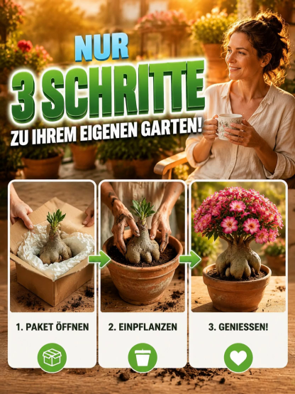  (1+1 GRATIS) Premium Wüstenrose-Knollen – Gekeimt, Winterhart, 300 Tage Blütezeit ohne Gießen.