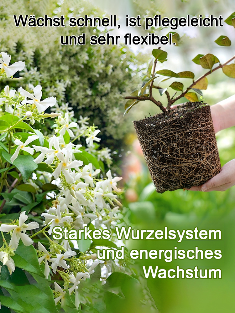 Duftender, ganzjährig blühender, winterharter Windrad-Jasmin