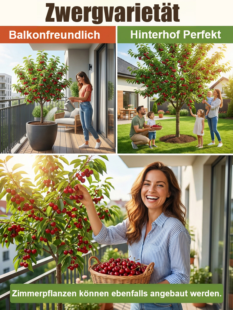 Premium Zwerg-Kirschbaum Setzling (Deutsche Züchtung) 🍒 Jetzt pflanzen, schon im Mai riesige Kirschen ernten⚡1 Kaufen+ 1 GRATIS dazu erhalten.