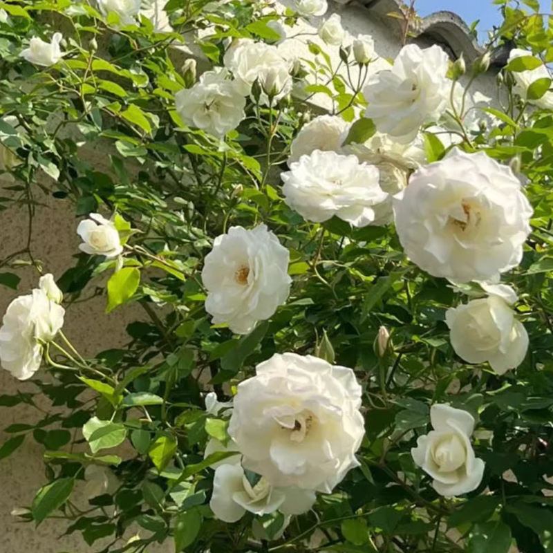 【50 % Rabatt, nur heute】 Immergrüne Premium-Kletterrose – blüht auch bei -30 °C, 300 Tage Blütezeit, intensiv duftend & extrem winterhart