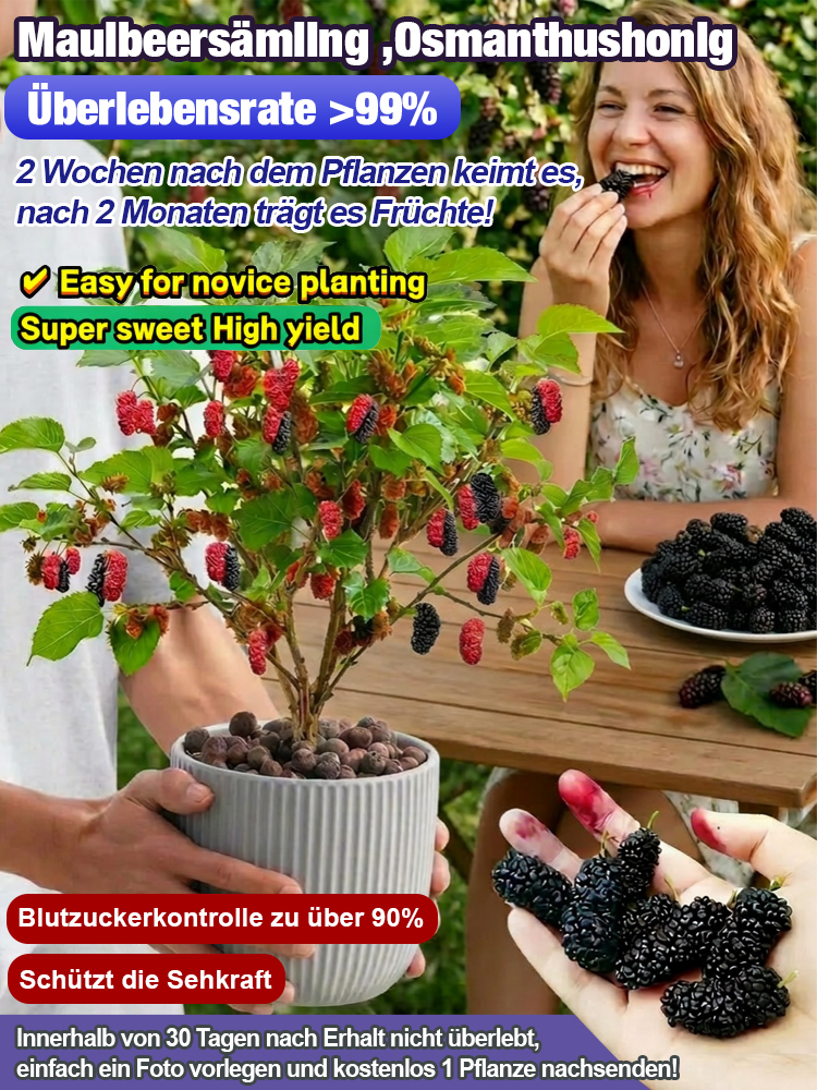 Premium-Baumschulqualität🍃3x mehr Anthocyane als Blaubeeren. Kernlos, honigsüß und reich an Vitaminen für Ihr Herz-Kreislauf-System!