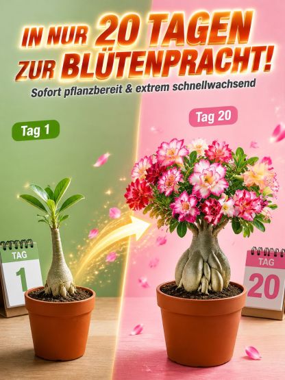  (1+1 GRATIS) Premium Wüstenrose-Knollen – Gekeimt, Winterhart, 300 Tage Blütezeit ohne Gießen.