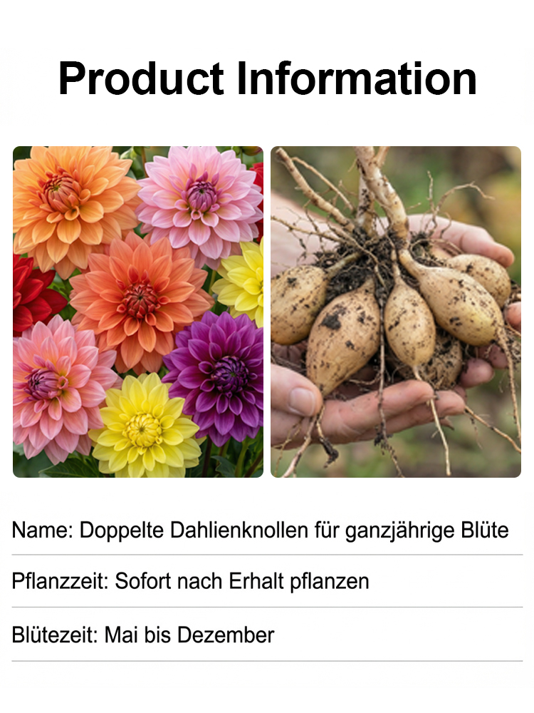 【Base Direktvertrieb】Doppelte Dahlienknollen für eine blühende vier Jahreszeiten-Pracht