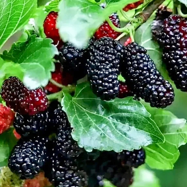 Premium-Baumschulqualität🍃3x mehr Anthocyane als Blaubeeren. Kernlos, honigsüß und reich an Vitaminen für Ihr Herz-Kreislauf-System!