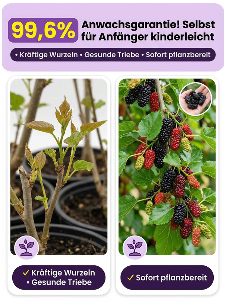 Premium-Baumschulqualität🍃3x mehr Anthocyane als Blaubeeren. Kernlos, honigsüß und reich an Vitaminen für Ihr Herz-Kreislauf-System!