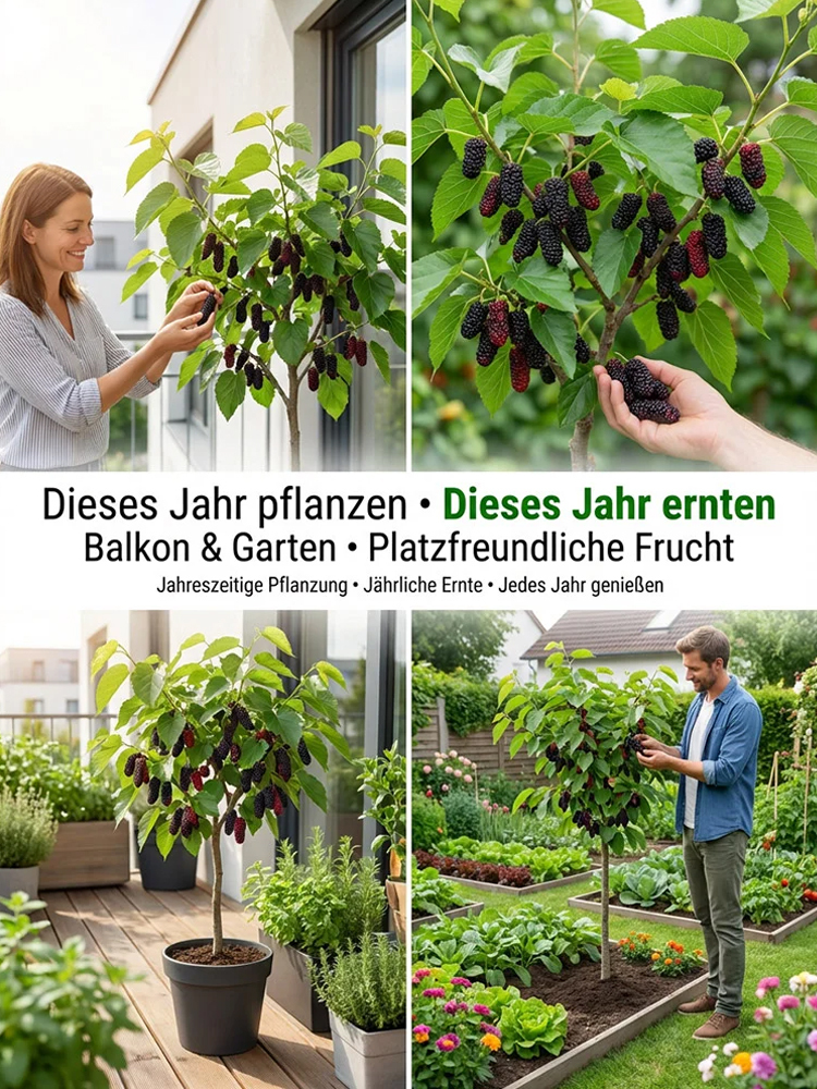 Premium-Baumschulqualität🍃3x mehr Anthocyane als Blaubeeren. Kernlos, honigsüß und reich an Vitaminen für Ihr Herz-Kreislauf-System!