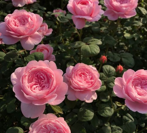 【50 % Rabatt, nur heute】 Immergrüne Premium-Kletterrose – blüht auch bei -30 °C, 300 Tage Blütezeit, intensiv duftend & extrem winterhart