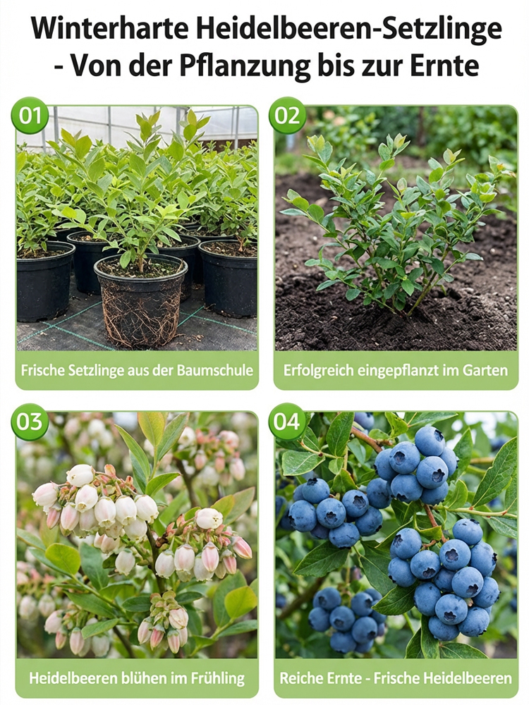 Schnellwachsende Riesen-Blaubeer-Setzlinge aus norddeutscher Baumschule🫐 | Ernte bereits im ersten Juni | Winterhart bis -30 Grad | XXL-Ertrag bis 10kg pro Pflanze🌱100 Prozent Bio-tauglich