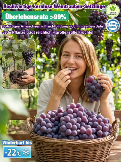 Badische PIWI-Zwerg-Rotweinrebe: Ernte schon in diesem August! Ohne Spritzmittel, 100% ökologischer Anbau