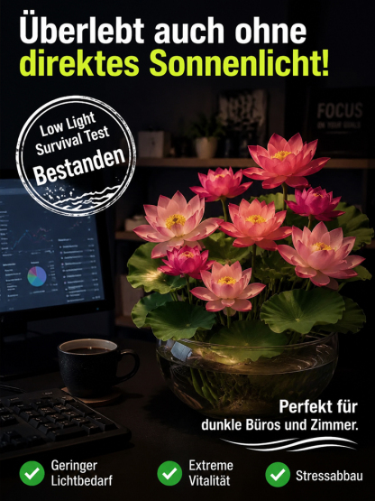 🌸 Bunte Hydrokultur-Lotusblume – Wächst nur in Wasser, ohne Erde & reinigt die Luft, blühend in 15 Tagen!