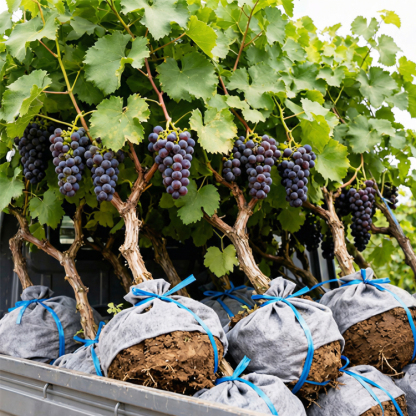 Badische PIWI-Zwerg-Rotweinrebe: Ernte schon in diesem August! Ohne Spritzmittel, 100% ökologischer Anbau
