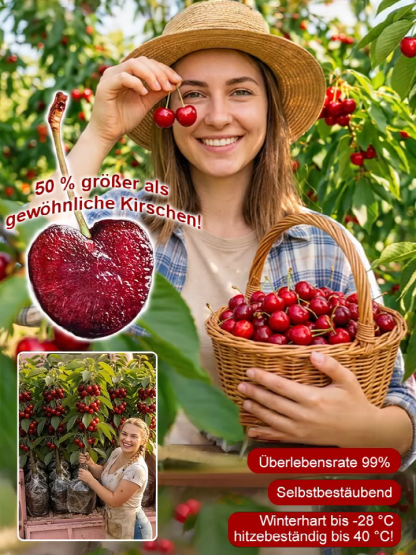 Wunderbaum Regina × Kordia: Kirschbaum-Setzling mit 99% Anwuchsrate | 2-3 Ernten pro Jahr | Jetzt pflanzen, im Juni ernten! | Gratis Versand