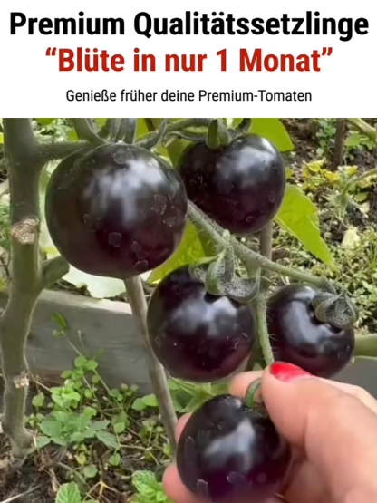 【Plant Now for a May Harvest】Premium Bavarian Black Pearl Tomato Seeds - No Staking Needed, 98% Germination Rate for Beginners, Blight-Resistant - 300+ Fruits per Plant