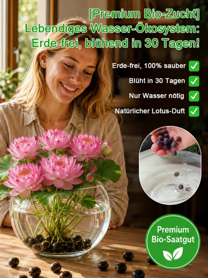 🌸 Bunte Hydrokultur-Lotusblume – Wächst nur in Wasser, ohne Erde & reinigt die Luft, blühend in 15 Tagen!