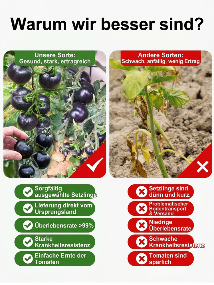 【Plant Now for a May Harvest】Premium Bavarian Black Pearl Tomato Seeds - No Staking Needed, 98% Germination Rate for Beginners, Blight-Resistant - 300+ Fruits per Plant