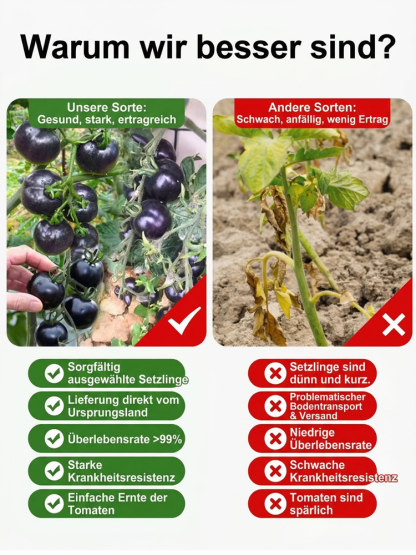 【Plant Now for a May Harvest】Premium Bavarian Black Pearl Tomato Seeds - No Staking Needed, 98% Germination Rate for Beginners, Blight-Resistant - 300+ Fruits per Plant