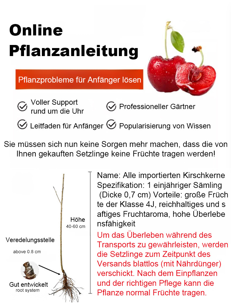 Seltene Kirschbaumsetzlinge, die im selben Jahr fruchtbar sind – Pflegeleicht und anfängerfreundlich | 100% Anwachsgarantie！