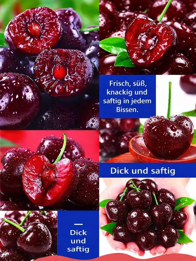 【100% Anwachsgarantie】 4J XXL Regina Süßkirschbaum | Kräftige 2-jährige Setzlinge | Ernte bereits im ersten Jahr | Ideal für Balkon und Garten | Winterhart bis -20°C 🍒