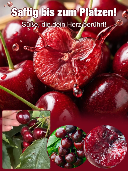 Wunderbaum Regina × Kordia: Kirschbaum-Setzling mit 99% Anwuchsrate | 2-3 Ernten pro Jahr | Jetzt pflanzen, im Juni ernten! | Gratis Versand