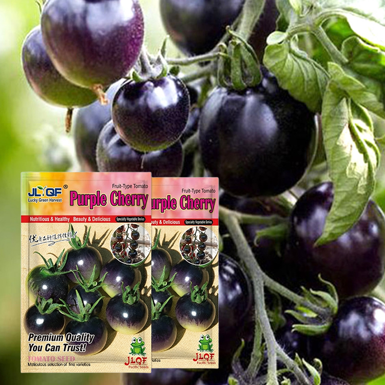 【Plant Now for a May Harvest】Premium Bavarian Black Pearl Tomato Seeds - No Staking Needed, 98% Germination Rate for Beginners, Blight-Resistant - 300+ Fruits per Plant