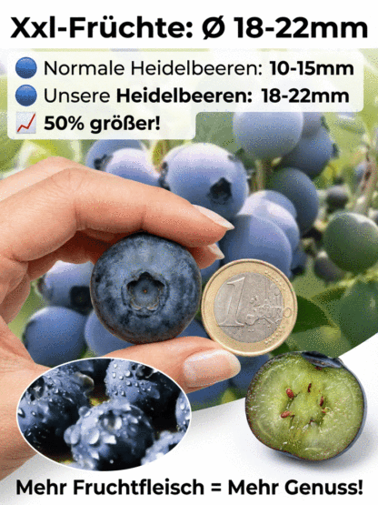 Schnellwachsende Riesen-Blaubeer-Setzlinge aus norddeutscher Baumschule🫐 | Ernte bereits im ersten Juni | Winterhart bis -30 Grad | XXL-Ertrag bis 10kg pro Pflanze🌱100 Prozent Bio-tauglich
