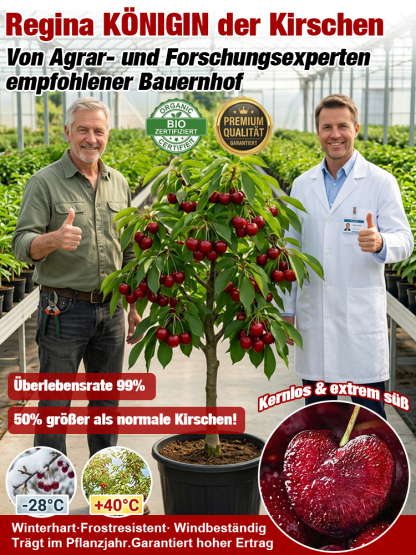 Wunderbaum Regina × Kordia: Kirschbaum-Setzling mit 99% Anwuchsrate | 2-3 Ernten pro Jahr | Jetzt pflanzen, im Juni ernten! | Gratis Versand