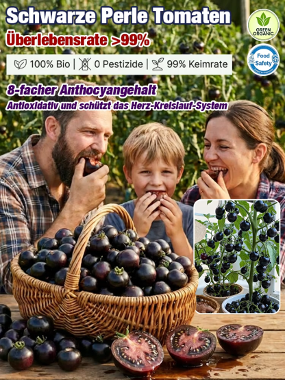 【Plant Now for a May Harvest】Premium Bavarian Black Pearl Tomato Seeds - No Staking Needed, 98% Germination Rate for Beginners, Blight-Resistant - 300+ Fruits per Plant