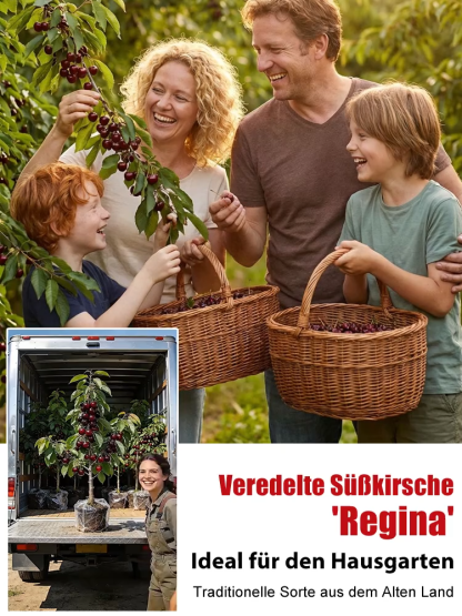 【100% Anwachsgarantie】 4J XXL Regina Süßkirschbaum | Kräftige 2-jährige Setzlinge | Ernte bereits im ersten Jahr | Ideal für Balkon und Garten | Winterhart bis -20°C 🍒