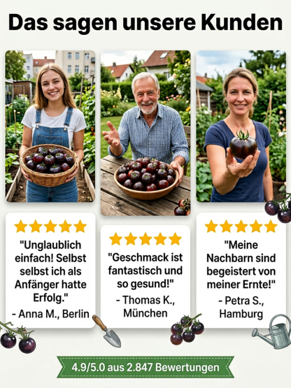 【Plant Now for a May Harvest】Premium Bavarian Black Pearl Tomato Seeds - No Staking Needed, 98% Germination Rate for Beginners, Blight-Resistant - 300+ Fruits per Plant