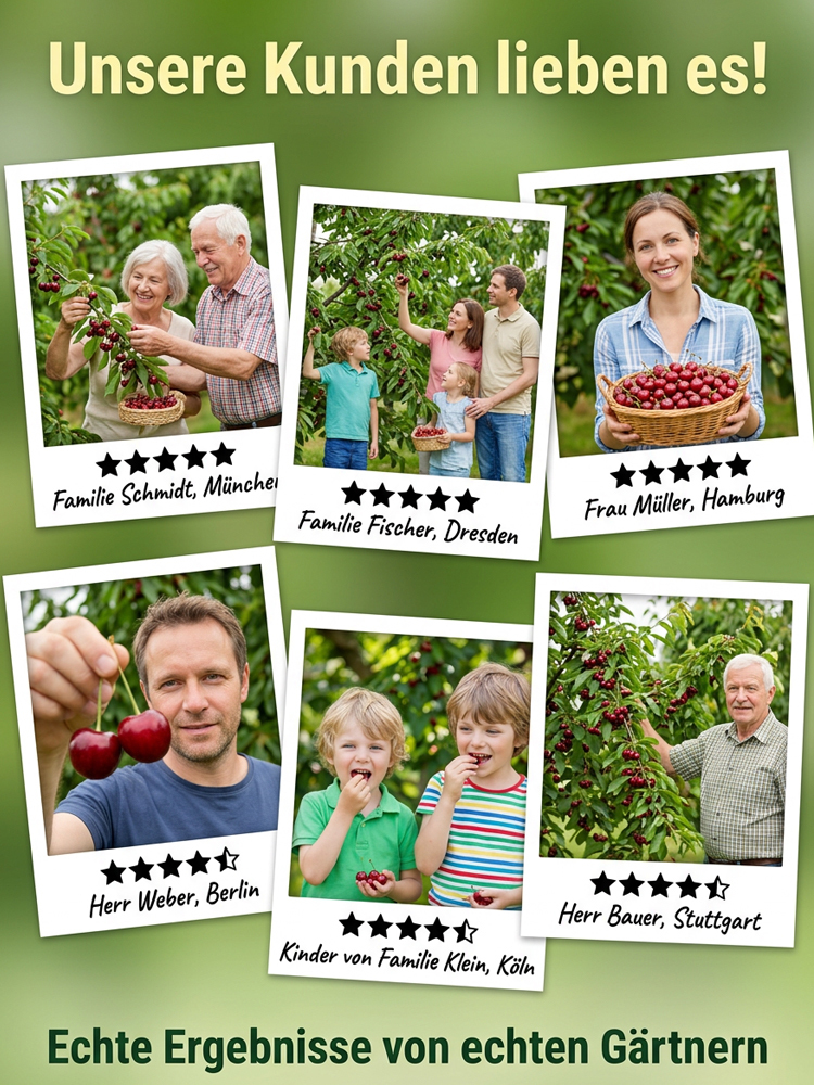 Wunderbaum Regina × Kordia: Kirschbaum-Setzling mit 99% Anwuchsrate | 2-3 Ernten pro Jahr | Jetzt pflanzen, im Juni ernten! | Gratis Versand