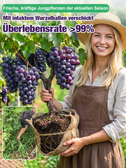 Badische PIWI-Zwerg-Rotweinrebe: Ernte schon in diesem August! Ohne Spritzmittel, 100% ökologischer Anbau