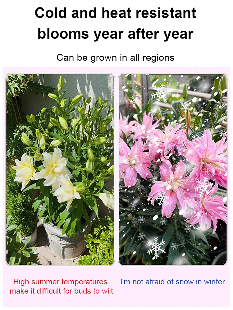 Double Petal Lily Bulbs Special Offer 🌺 | Plant and Thrive, Suitable for All Seasons with Annual Blooms 🌼 | Cold and Heat Resistant, Easy to Maintain with an Elegant Fragrance 🌿 | Full Refund if No Growth in 30 Days 
