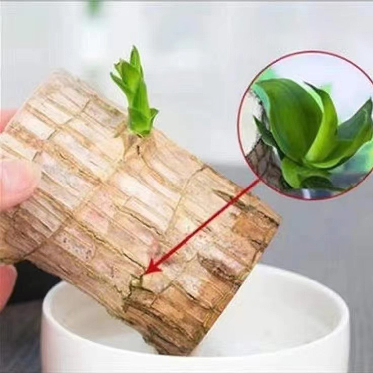 💧Just water it! Brazilian lucky wood🍀 is easy to grow, guaranteed to survive, no soil or pests required🌟