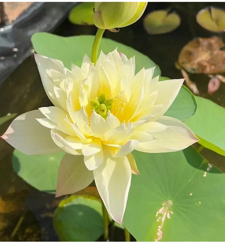 【转运招财】观赏水培碗莲_22.jpg